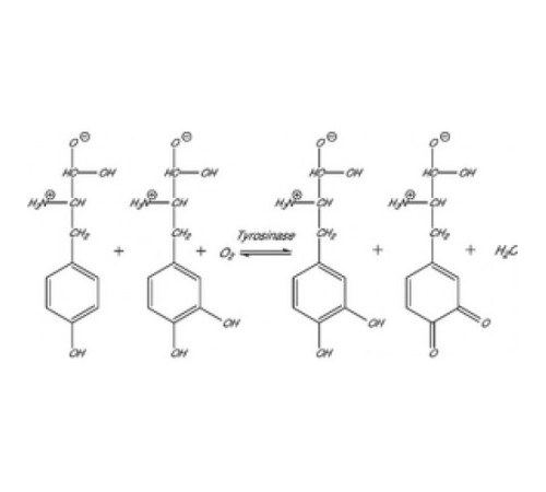 Тирозиназа из лиофилизированного порошка грибов, 1000 мкЕ / мг твердого вещества Sigma T3824