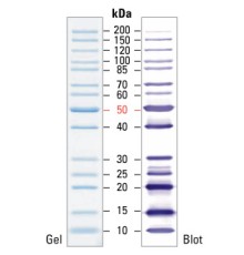 Маркеры молекулярной массы белков, неокрашенные, PageRuler, 10-200 кДа, для SDS-электрофореза и вестерн-блоттинга, Thermo FS