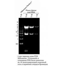 Маркер длин РНК, Millennium -Formamide, 10 фрагментов от 500 до 9000 п.н., 1 мг/мл, Thermo FS